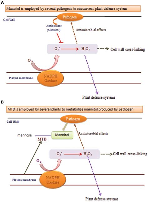 mannitol moa|Complications of mannitol therapy .